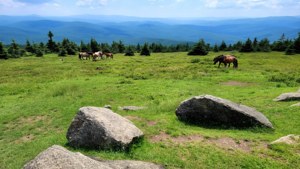 Grayson Highlands Trail