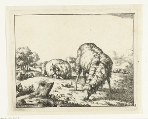Grazend schaap, bij boomstronk