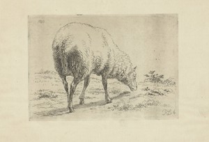 Grazend schaap