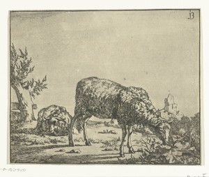 Grazend schaap en liggend schaap bij hek