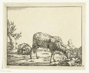 Grazend schaap en liggend schaap bij hek