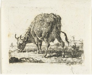 Grazende koe aan waterkant