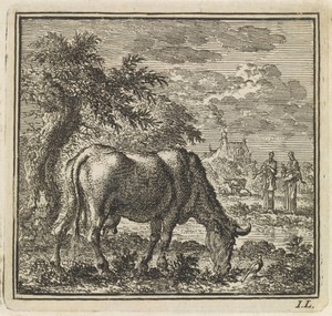 Grazende koe in een weiland
