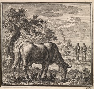 Grazende koe in een weiland