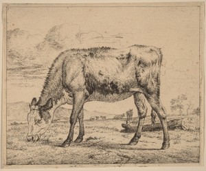 Grazing Calf