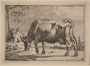 Grazing Cow