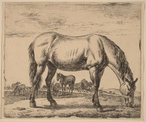 Grazing Horse