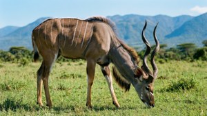 Grazing Kudu