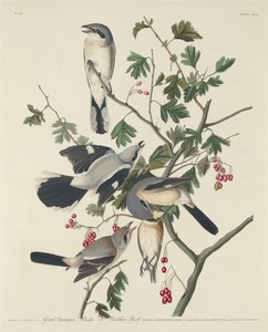Great American Shrike or Butcher Bird