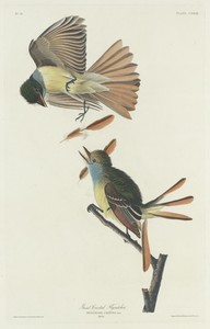 Great Crested Flycatcher