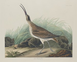 Great Esquimaux Curlew