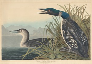 Great Northern Diver or Loon