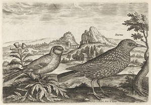 Great Tit and Starling