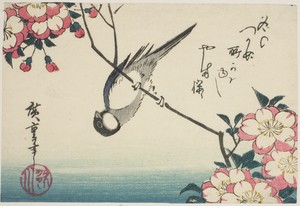 Great tit on cherry blossom branch