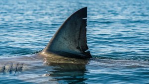 Great White Fin Surfacing