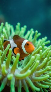 Green Anemone Dream