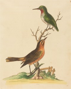 Green Bird with Red Throat and Brown and Orange Bird