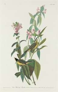 Green Black-Capt Flycatcher