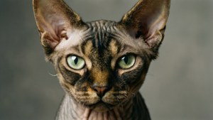 Green Eyes Elegance
