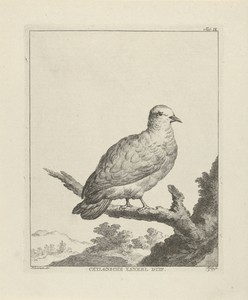 Green Imperial-Pigeon