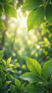 Green Leaf Bokeh