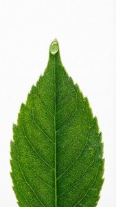 Green Leaf Dewdrop