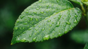 Green Leaf Dewdrops