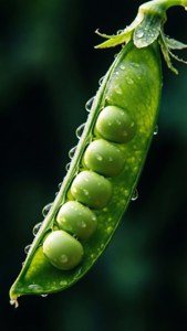 Green Pea Pod