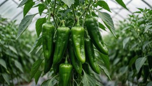 Green Peppers on Vine