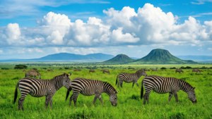 Green Serengeti Zebras