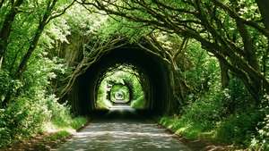 Green Tunnel Path