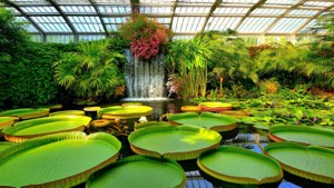 Greenhouse Paradise