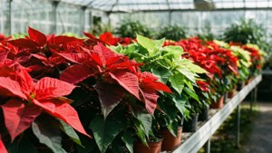 Greenhouse Poinsettia Row
