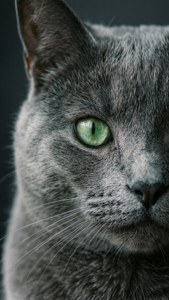 Grey Cat Gaze