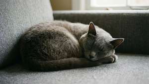 Grey Cat on Grey Sofa