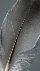 Grey Feather Close-up