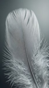 Grey Feather Macro