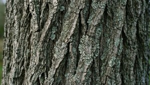 Grey Tree Bark