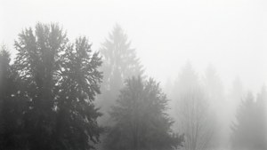 Grey Tree Silhouettes