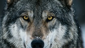 Grey Wolf in Snow