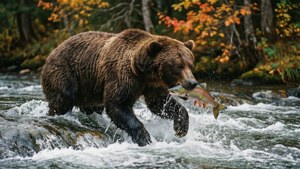 Grizzly Catch