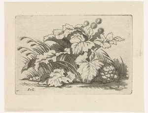 Groep bermplanten