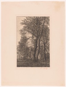 Groep bomen