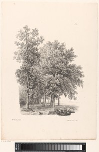 Groep bomen