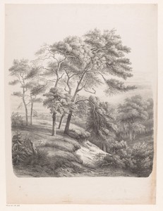 Groep bomen in een heuvelachtig landschap