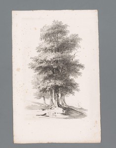 Groep met vijf bomen