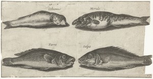 Grondel, bokvis, wijting en een andere vis