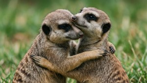 Grooming Love