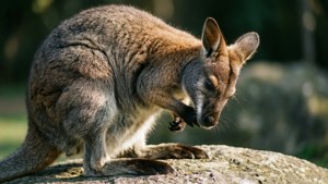 Grooming Wallaby