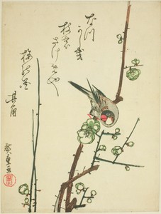 Grosbeak on plum